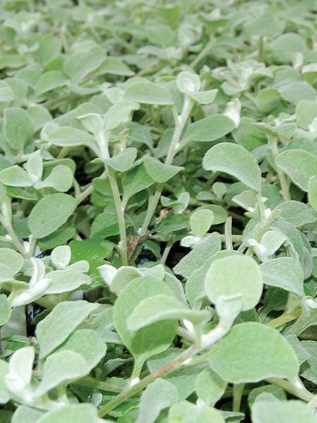 Helichrysum - Licorice Silver