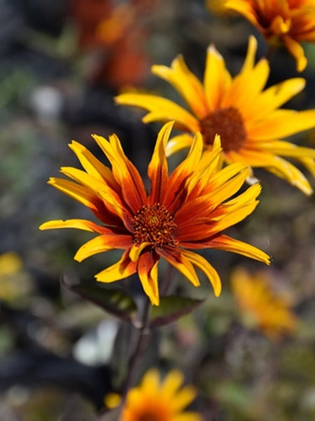 Heliopsis False Sunflower Burning Hearts