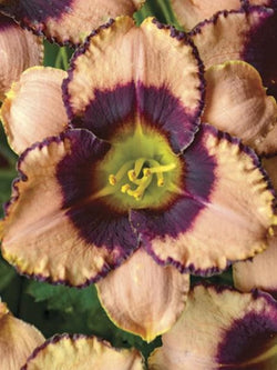 Hemerocallis - Daylily Daring Deception