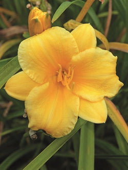 Hemerocallis - Daylily Stella D'Oro
