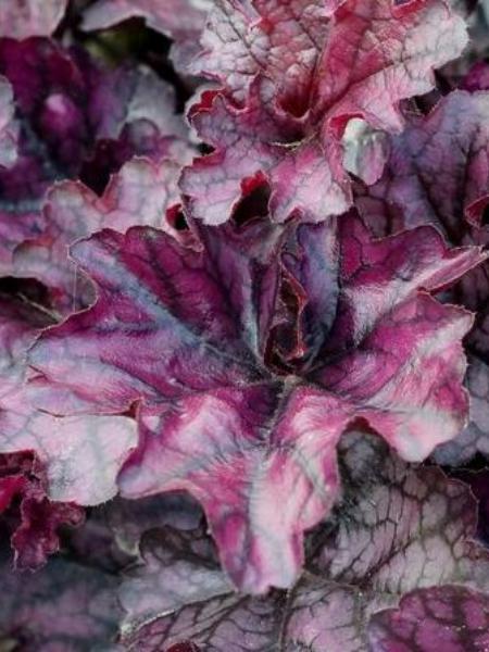 Heuchera - Coral Bells Indian Summer Mulberry