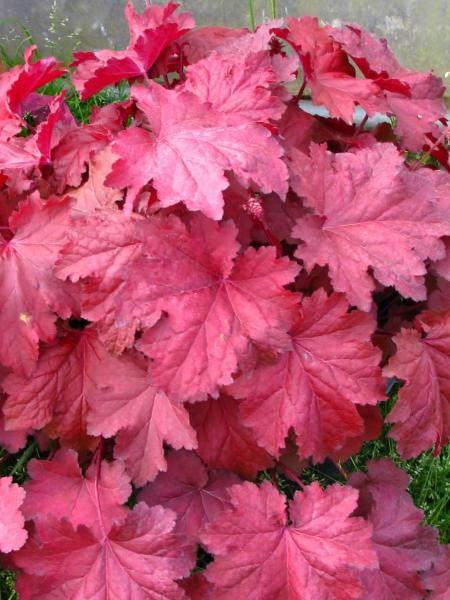 Heuchera - Coral Bells Magma
