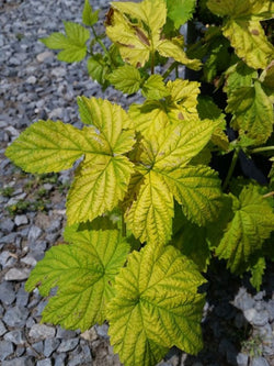 Hops - Golden Comet's - 1 Gallon