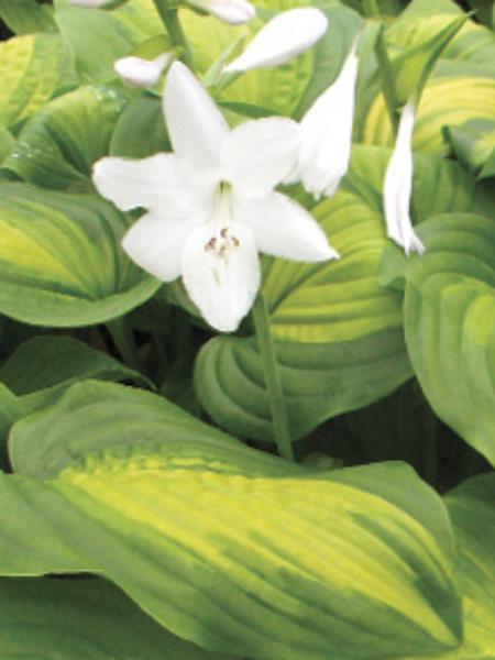 Hosta Avocado