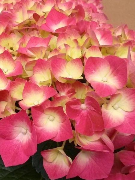Hydrangea - Fire Light®- 2 Gallon