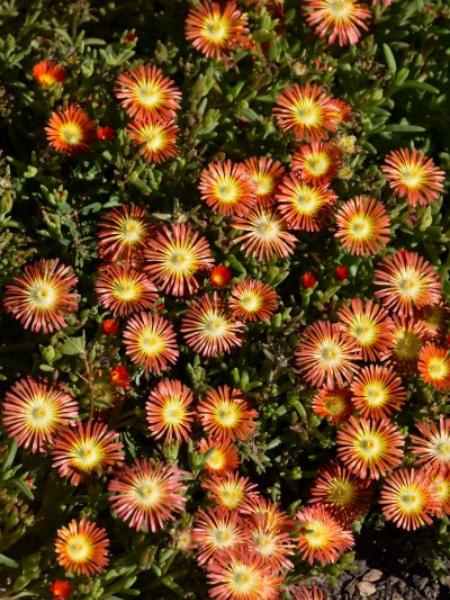 Ice Plant Delosperma - Delmara Red