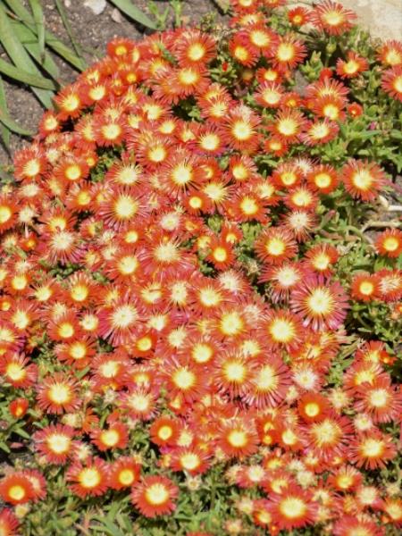 Ice Plant Delosperma - Delmara Red