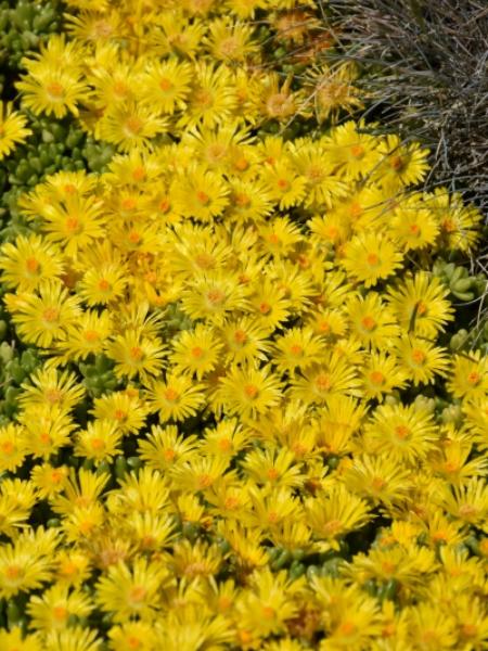 Ice Plant Delosperma - Delmara Yellow