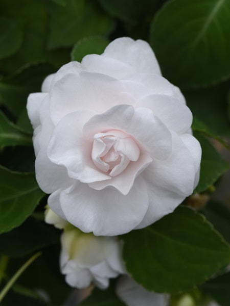 Double Impatiens - Glimmer™ White