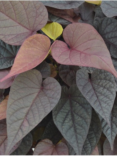 Ipomea - Sweet Potato Vine Flora Mia Rosso