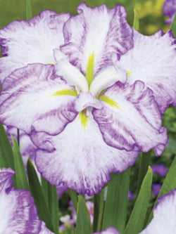 Iris - Ensata DinnerPlate Tiramisu
