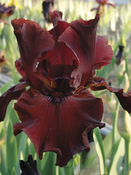 Iris Germanica Almaden
