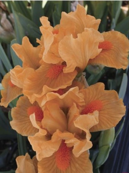 Iris - Pumila Dwarf Bearded Orange