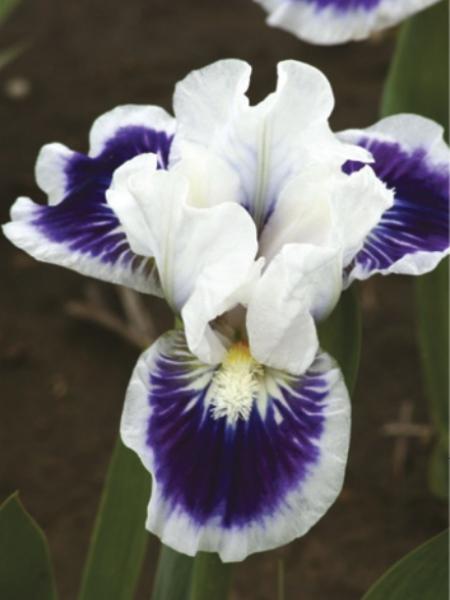 Iris - Pumila Dwarf Bearded Riveting