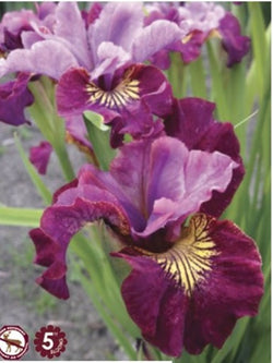 Iris - Siberian Miss Apple
