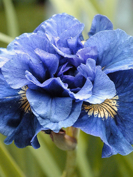 Iris - Siberian Concord Crush