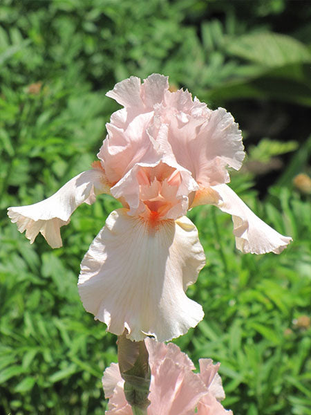 Iris - Germanica Pink Attraction