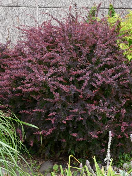 Barberry Japanese  - Rose Glow - 2 Gallon