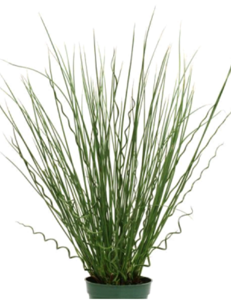 Juncus - Annual Grass - Twisted Arrows