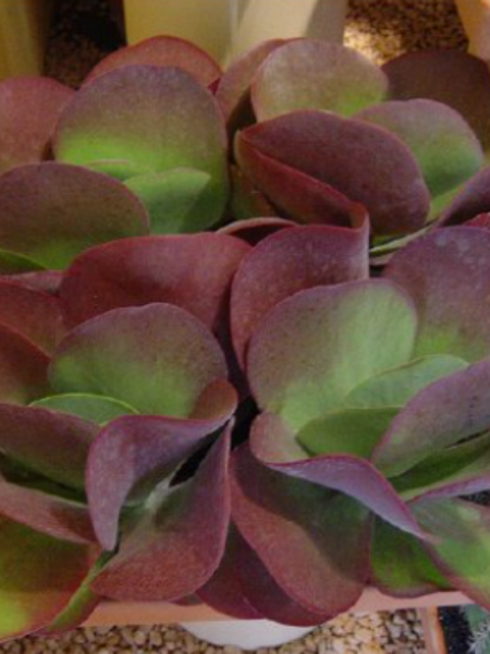 Kalanchoe - Desert Rose