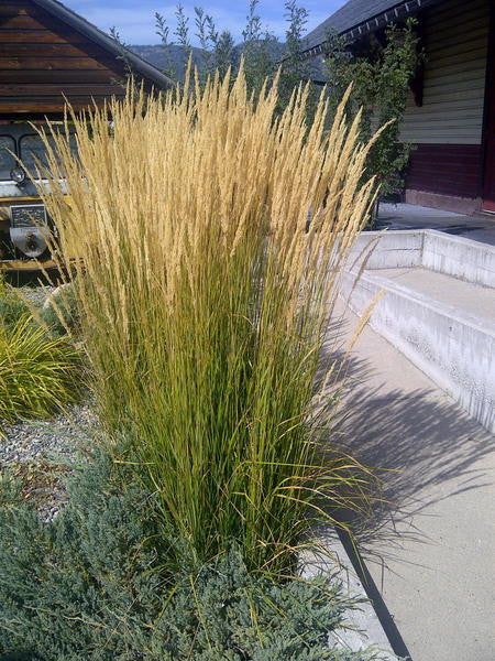 Calamagrostis - Reed Grass Karl Foerster Feather - 5 Gallon Pot