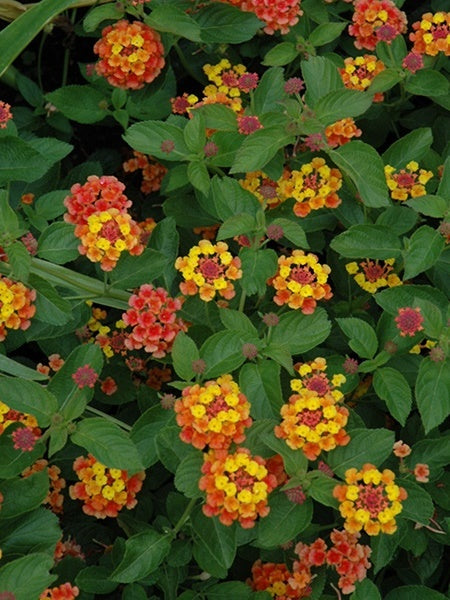 Lantana - Landmark Citrus