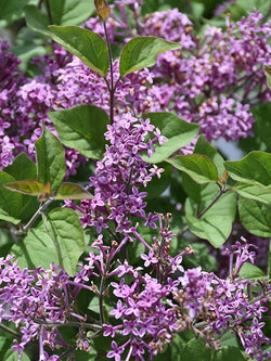 Lilac - Bloomerang Dark Purple - 2 Gallon
