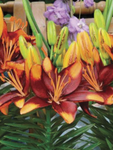 Lily - Dwarf Asiatic Tiny Lion