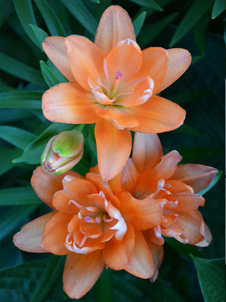 Lily - Dwarf Asiatic Tiny Double You