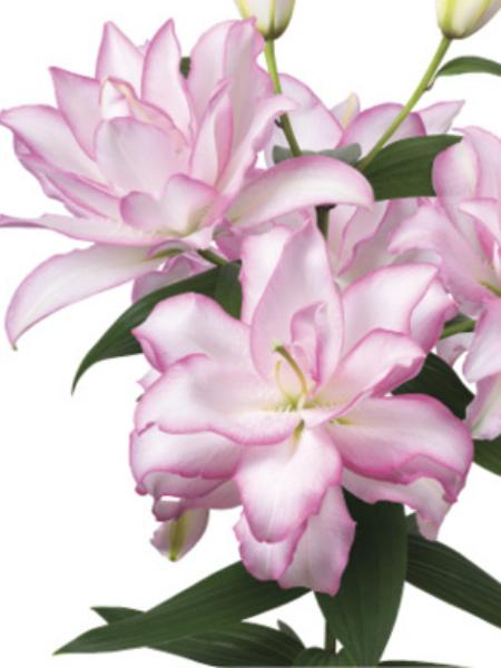 Lily - Double Oriental Roselily Anouska