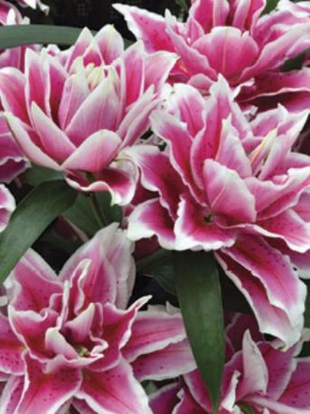 Lily - Double Oriental Roselily Samantha