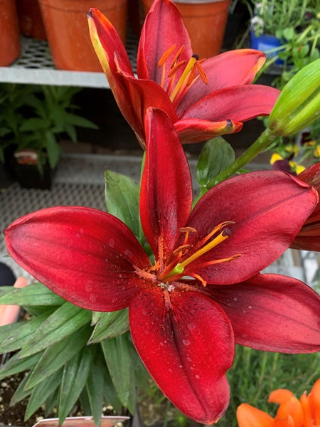 Lily - Dwarf Asiatic Tiny Rocket
