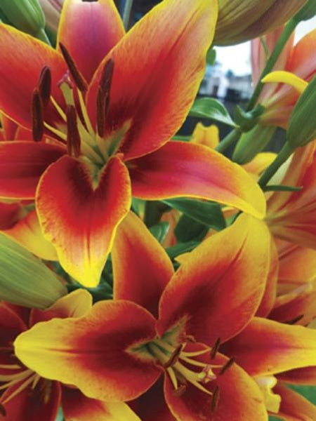 Lily O/A Hybrid Kaveri