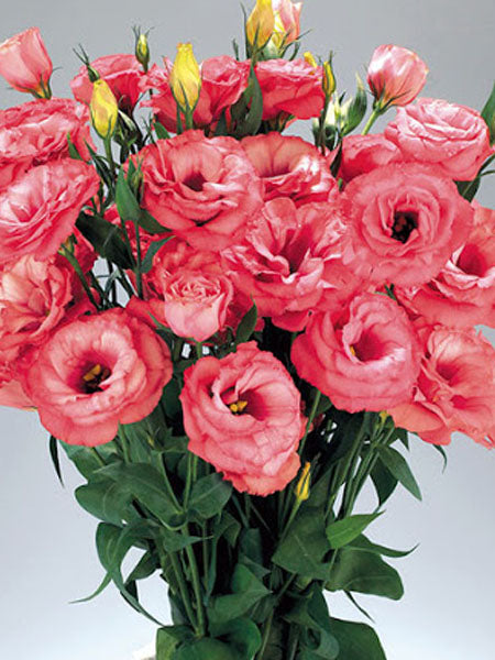 Lisianthus - Advantage Cherry Sorbet