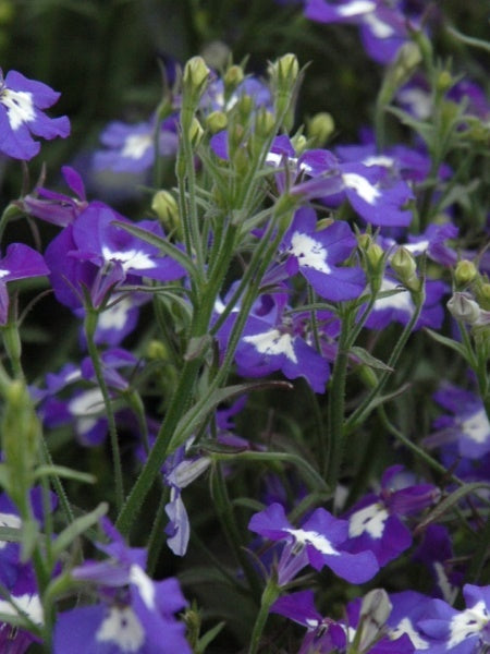 Hanging Basket - Spring Has Sprung