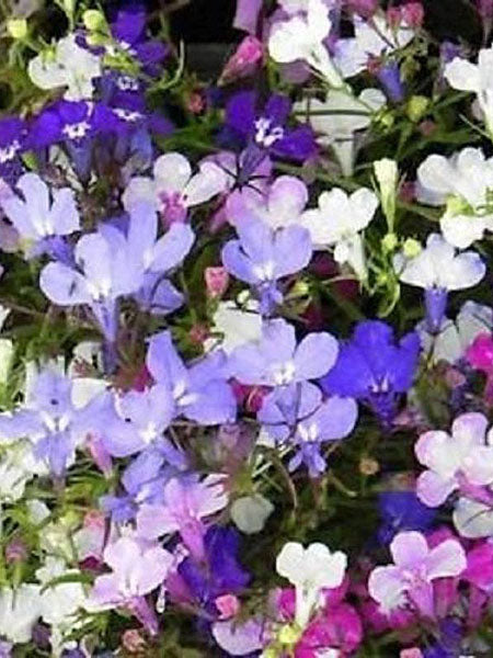 Annuals – Page 11 – Calgary Plants