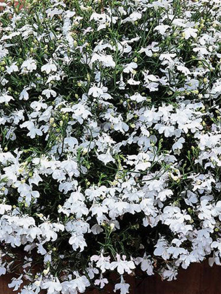 Lobelia - Regatta White