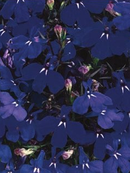 Annuals – Page 16 – Calgary Plants