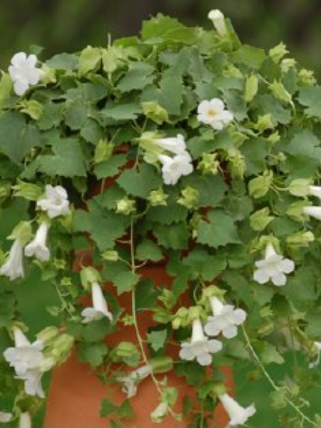 Lophospermum - Lofos® Compact White
