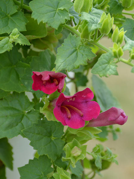 Lophospermum - Lofos® Compact Rose