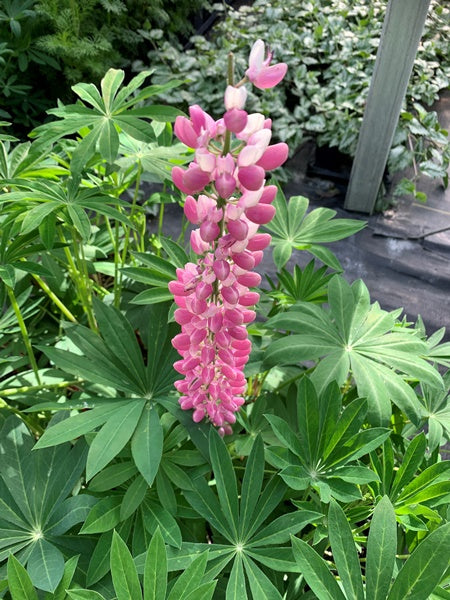 Lupine - Gallery Pink