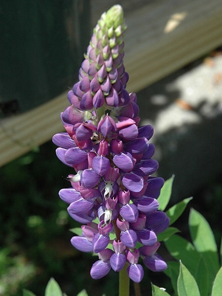 Lupine - Gallery Blue