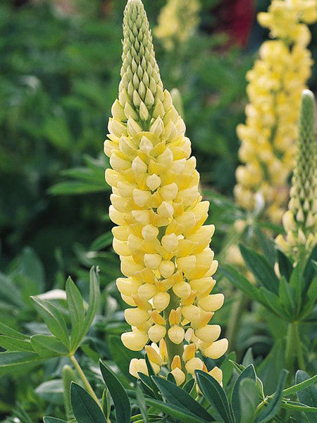 Lupine - Gallery Yellow