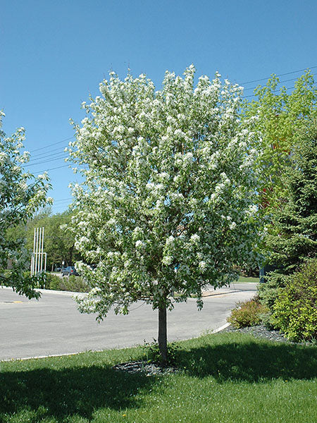 Crabapple - Spring Snow Flowering - 10 Gallon