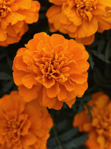 Marigold - French Bonanza Deep Orange