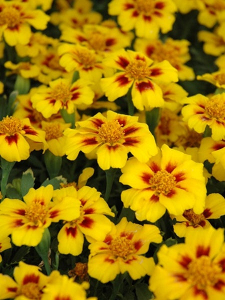 Marigold - French Disco Marietta