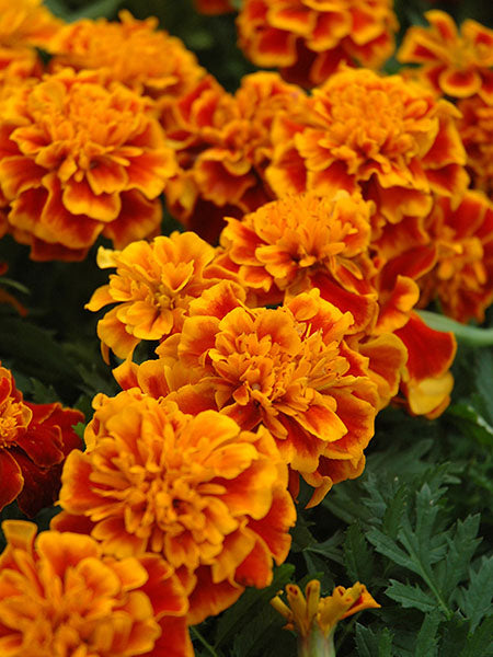 Marigold - Bonanza Flame