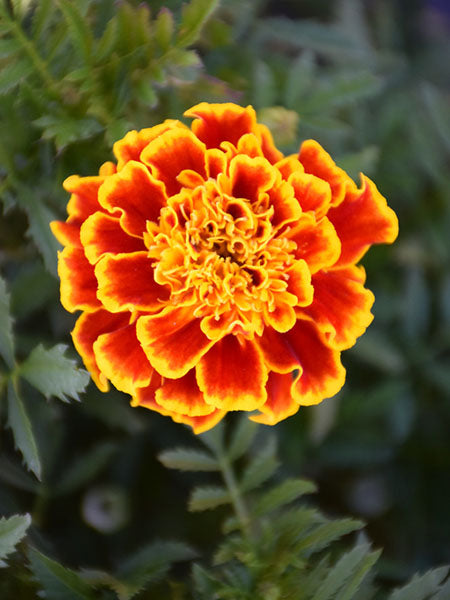 Marigold - Durango Bee