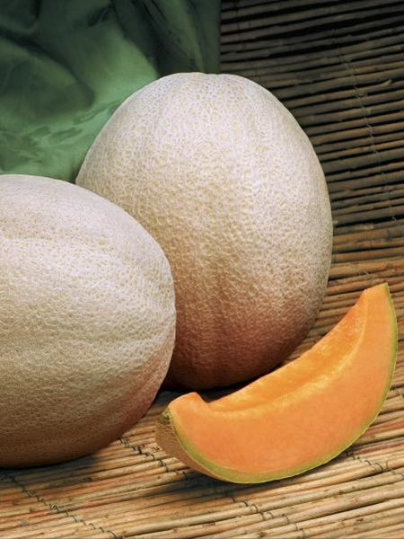 Melon - Cantalope Aphrodite