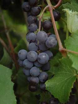 Grape - Minnesota 78 Grape - 1 Gallon